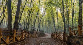 Belgrad Ormanı Gezi Rehberi: Orman özellikle temiz hava depolayıp, yürüyüşten ve doğa sporlarından keyif alanların uğrak yeridir.