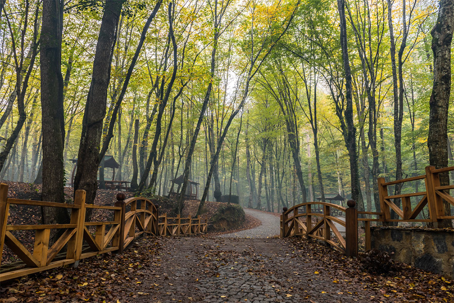 Belgrad Ormanı Gezi Rehberi: Orman özellikle temiz hava depolayıp, yürüyüşten ve doğa sporlarından keyif alanların uğrak yeridir.